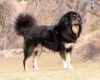 himalayan sheepdog dog