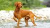 hungarian vizsla dog