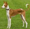 ibizan hound dog