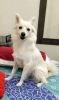 indian spitz dog