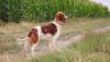 irish red and white setter dog