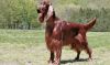 irish setter dog