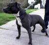 irish staffordshire bull terrier dog