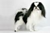 japanese chin dog