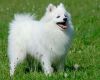 japanese spitz dog