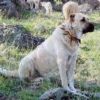 kangal dog dog
