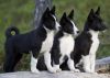 karelian bear dog puppies