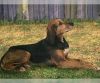 kerry beagle dog