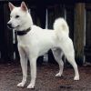 kishu dog