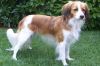 kooikerhondje dog