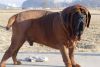 korean mastiff dog