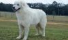 kuvasz dog