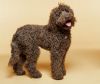 labradoodle dog