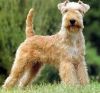 lakeland terrier dog