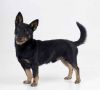 lancashire heeler dog