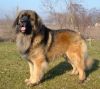 leonberger dog