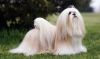 lhasa apso dog