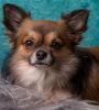 long haired chihuahua dog