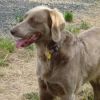 longhaired weimaraner dog