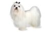 maltese dog