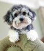 maltipoo dog