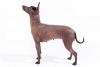 mexican hairless dog