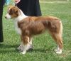 miniature australian shepherd dog