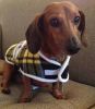 miniature dachshund dog