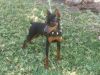 miniature pinscher dog