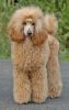 miniature poodle dog