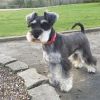 miniature schnauzer dog