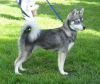 miniature siberian husky dog