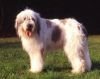mioritic sheepdog dog