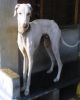 mudhol hound dog