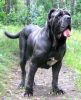 neapolitan mastiff dog