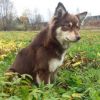 nenets herding laika dog