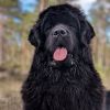 newfoundland dog dog