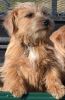 norfolk terrier dog