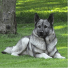 norwegian elkhound dog