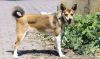 norwegian lundehund dog