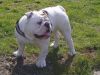 old english bulldog dog