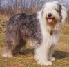 old english sheepdog dog