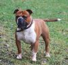olde english bulldogge dog