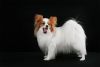 papillon dog
