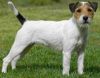 parson russell terrier dog