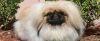 pekingese dog