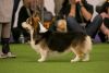 pembroke welsh corgi dog