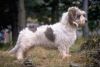petit basset griffon vendeen dog
