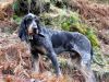 petit bleu de gascogne dog
