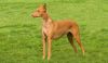 pharaoh hound dog